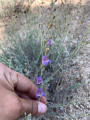 Penstemon californicus
