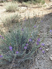 Penstemon californicus