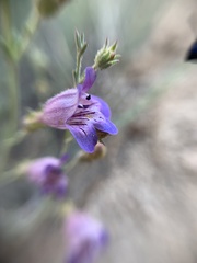 Penstemon californicus
