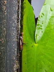 Lissotriton vulgaris