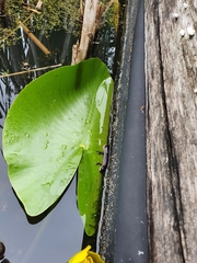 Lissotriton vulgaris