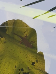 Lissotriton vulgaris