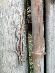 Anolis laeviventris