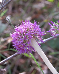 Chresta sphaerocephala