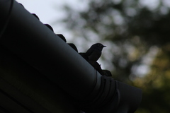 Melaenornis fischeri
