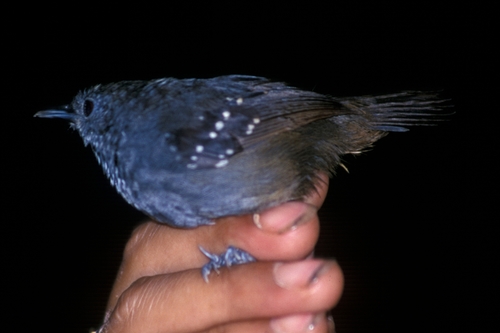 Vlekvleugelmiervogel