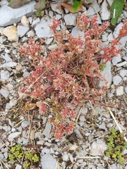 Sedum hispanicum