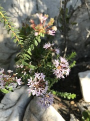Agathosma lanceolata