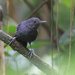 Spot-winged Antbird - Photo (c) Carmelo López Abad, some rights reserved (CC BY-NC), uploaded by Carmelo López Abad