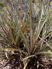 Bromelia pinguin