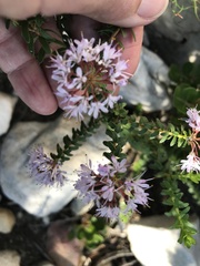 Agathosma lanceolata