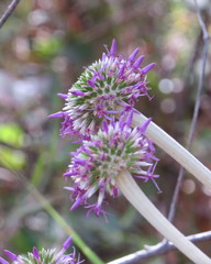 Chresta sphaerocephala
