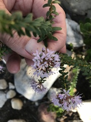 Agathosma lanceolata