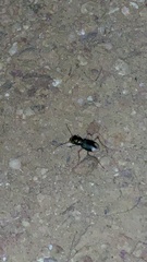 Grammognatha euphratica