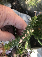 Agathosma lanceolata