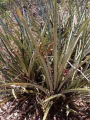 Bromelia pinguin
