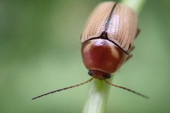 Cryptocephalus venustus