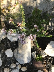 Agathosma lanceolata