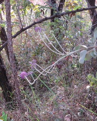 Chresta sphaerocephala