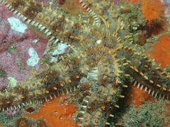 Astrometis sertulifera