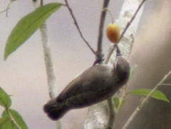 Anthreptes gabonicus