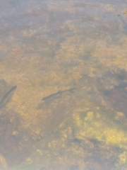 Megalops atlanticus