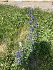 Echium vulgare