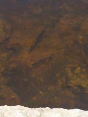 Megalops atlanticus