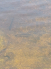 Megalops atlanticus