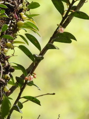 Vaccinium emarginatum