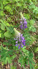 Lupinus nootkatensis