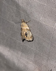 Prochoreutis extrincicella