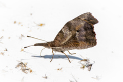 Libytheana carinenta