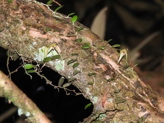 Bulbophyllum drymoglossum