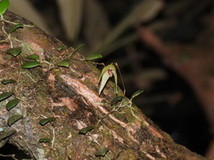 Bulbophyllum drymoglossum