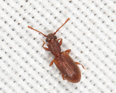 Silvanus muticus