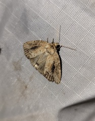Photedes panatela