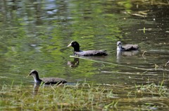 Fulica atra