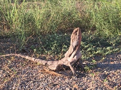 Chlamydosaurus kingii