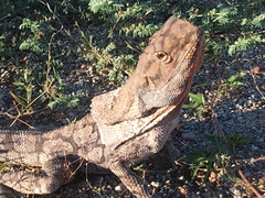 Chlamydosaurus kingii