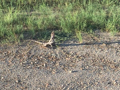 Chlamydosaurus kingii