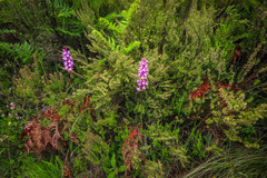 Dactylorhiza elata