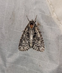 Acronicta fragilis