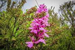 Dactylorhiza elata