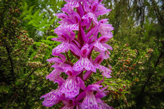Dactylorhiza elata