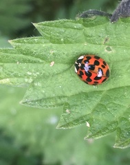 Harmonia axyridis