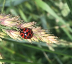 Harmonia axyridis