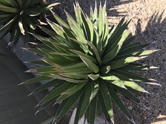 Agave ocahui