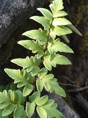 Cheilanthes viridis