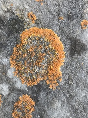 Leproplaca cirrochroa